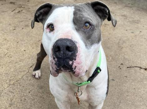 Bruce the Great Dane-mastiff mix dog