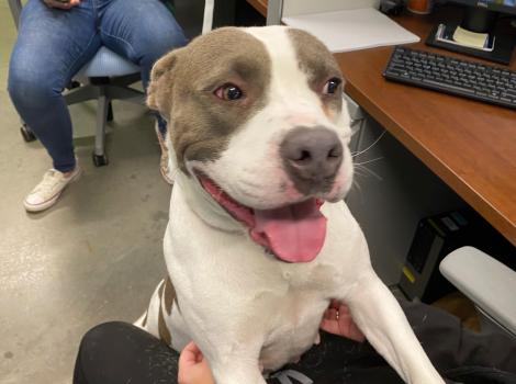 Gracie Lou the dog in an office
