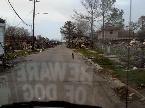 Photo from the perspective of being in a vehicle, with a Beware of Dog sign reflected backwards in the windshield with a dog running in the street surrounded by destroyed houses
