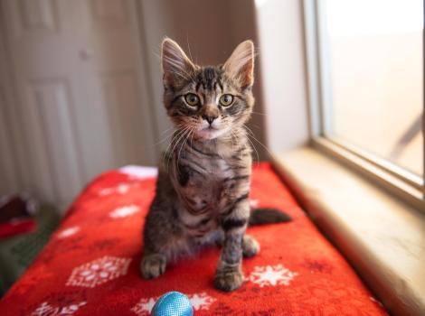 Hutton the kitten with only one front leg on a red blanket with white snowflakes