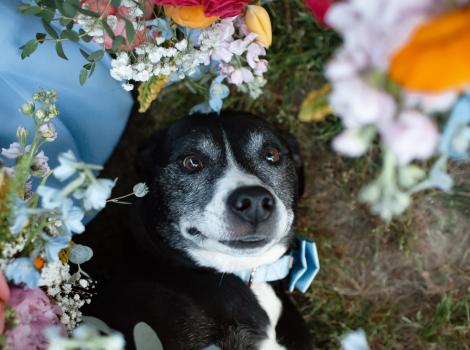 Cooper the dog surrounded by flowers