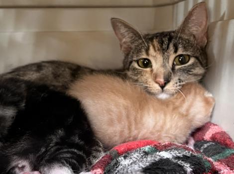 Edamommy the mama cat in a carrier with her kittens