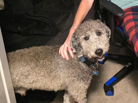 Person petting Bentley the doodle