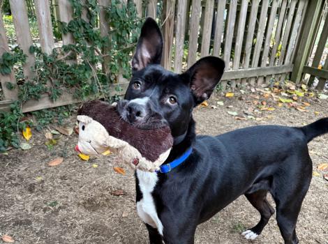 Cricket the dog holding a stuffed hedgehog toy in his mouth