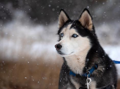 Sansa the dog outside while it's snowing