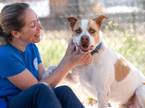 Massachusetts dog rescue new arrivals