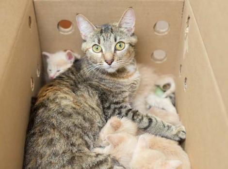 Izabelle and her babies