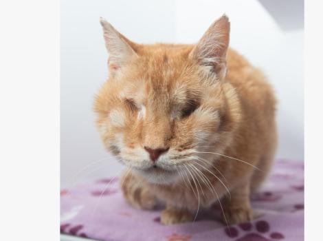 Jack, the orange tabby cat without eyes