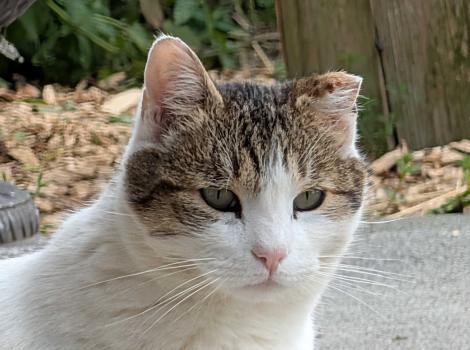 Timmy the community cat outside with an ear-tip