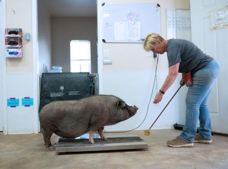 Marshall's Piggy Paradise | Best Friends Animal Society