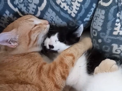 Orange tabby kitten hugging and giving a kiss to Jeff, the blind black and white kitten, while lying together in a bed