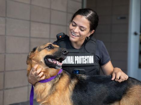 Animal control officer petting a shepherd dog
