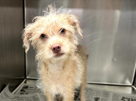 Tator the dog in a kennel
