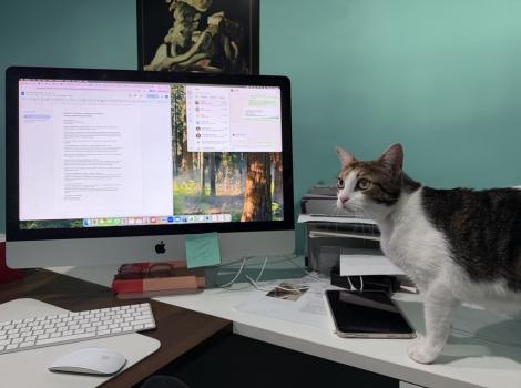 Bunny the cat beside a computer screen