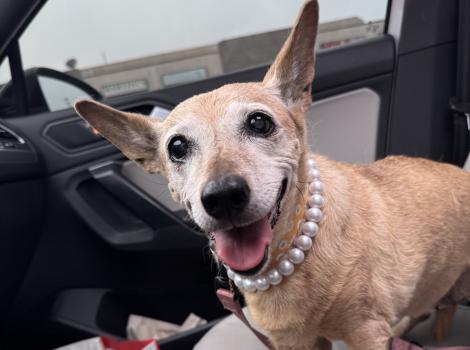 Betty the dog sitting in a car seat wearing pearls