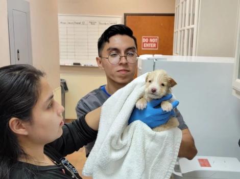 Two people drying a small puppy with a towel