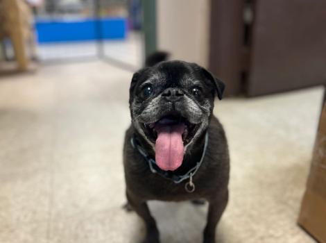 Monster the senior pug, smiling with tongue out