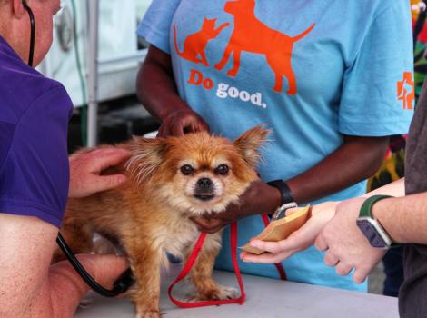 Multiple people doing medical work on a small brown dog