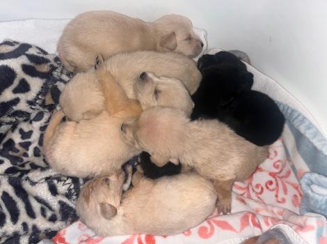 The litter of Little Rock puppies sleeping in a pile together