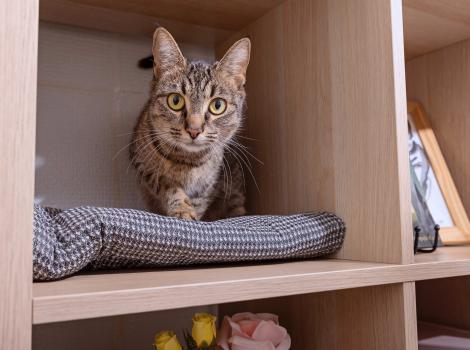 Tabby cat on a cushion in a nook of a bookshelf