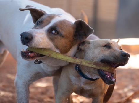 Jules and Lannister the dogs playing together, each holding opposite sides of the same stick with their mouths