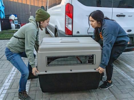 Two people lifting a large crate containing a dog as part of a transport during the Los Angeles wildfires