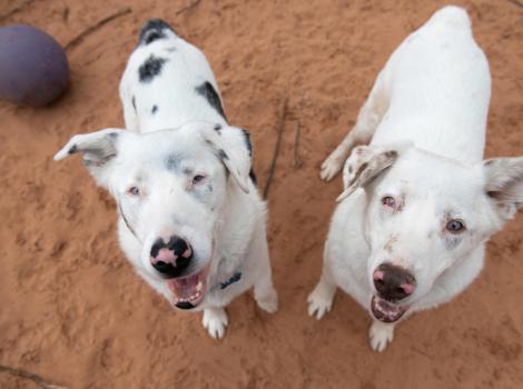 Kansas and Twister, the merle-patterned dogs, standing on sand