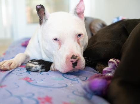 Kayak the dog lying next to another dog on a bed