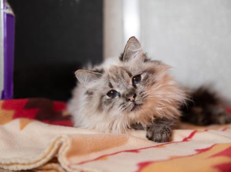 Adelaide, a longhair Siamese type cat in a kennel on a blanket