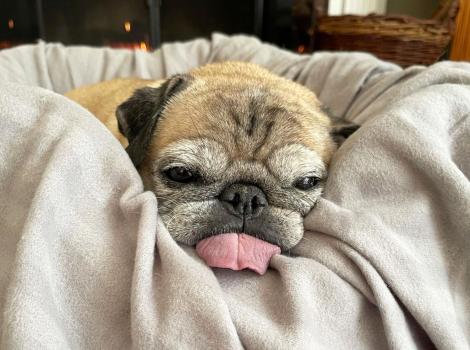 Noodle the pug lying in his bed with his tongue sticking out