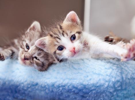 Two kittens in a cat bed