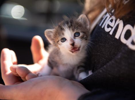 Person holding Arabelle the kitten, whose mouth is open in a meow