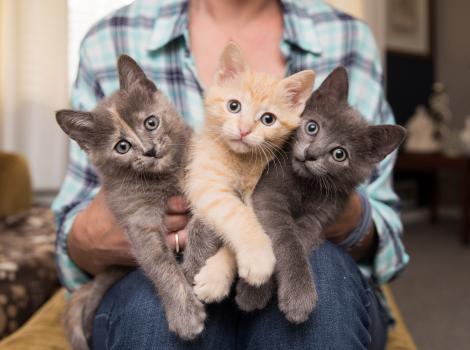 Person holding three kittens in her hands