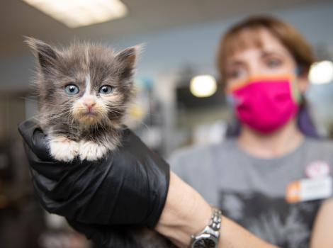 Person wearing a mask and rubber gloves holding Persephone the kitten