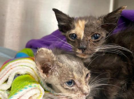 Tansy and Sage improving