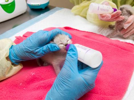 Selenium test image - create