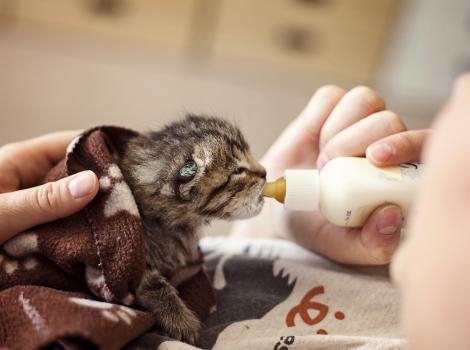 Best Friends Animal Society’s NKLA Initiative Helps LA City Shelters Hit a Record 82.6 Percent Save Rate in 2016