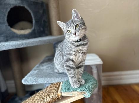 Benedict the kitten sitting on a cat tree