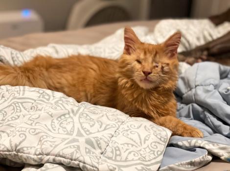 Leon the blind orange tabby kitten lying on a blanket