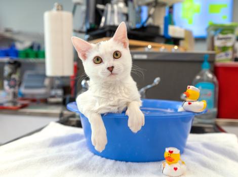 Liv the kitten lying in her medicated bath with some rubber duckies