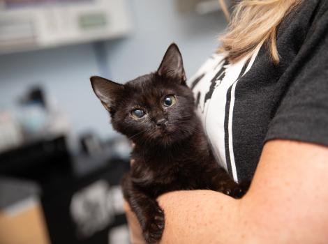 Rumi the kitten being held in someone's arms
