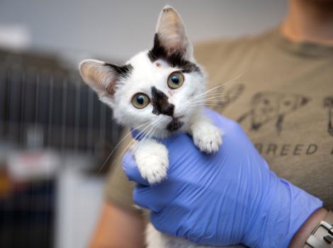 Valentina the black and white kitten being held by gloved hands and you can see wounds on her face