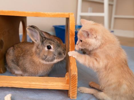 Canelo the kitten playing with Wasabi the rabbit