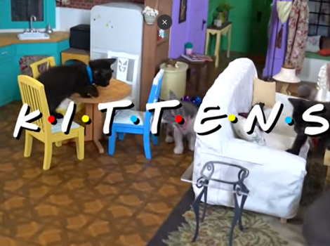 Screen shot from Kittens video parody of 'Friends'
