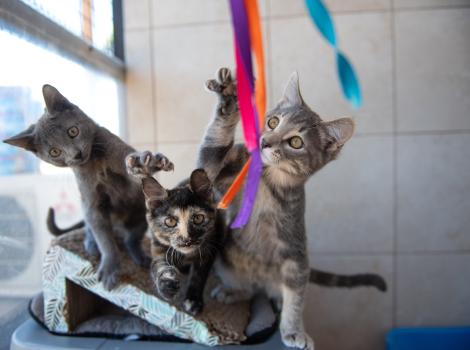 Three kittens playing with a colorful wand toy