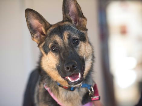 Kona the dog wearing a collar with mouth open in a smile