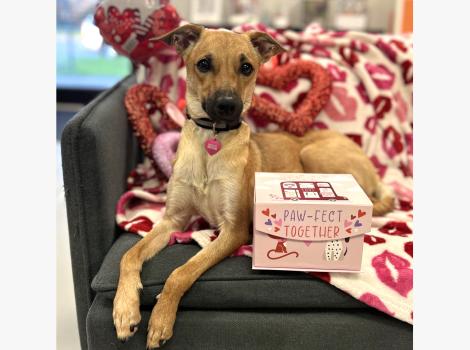 Kookie the dog posing with Valentine's Day props