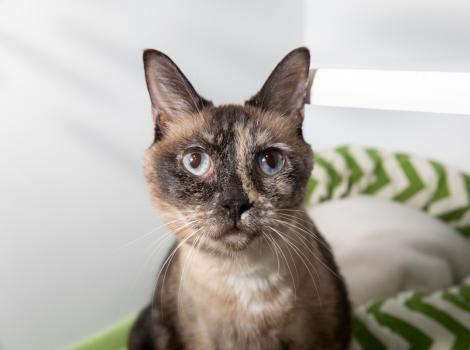 Multicolored cat with a green and white bed behind her
