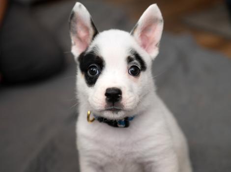 Potato the black and white puppy wearing a collar