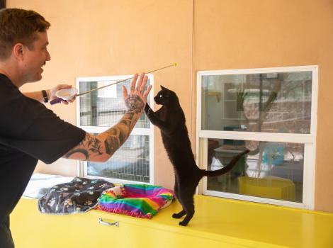 Acadia the cat standing on his hind legs doing a high-five with a person